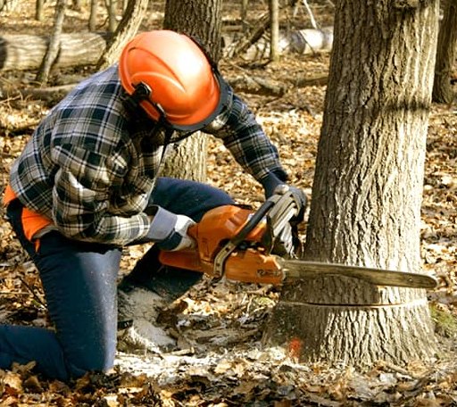 Tree Removal in Landers, CA
